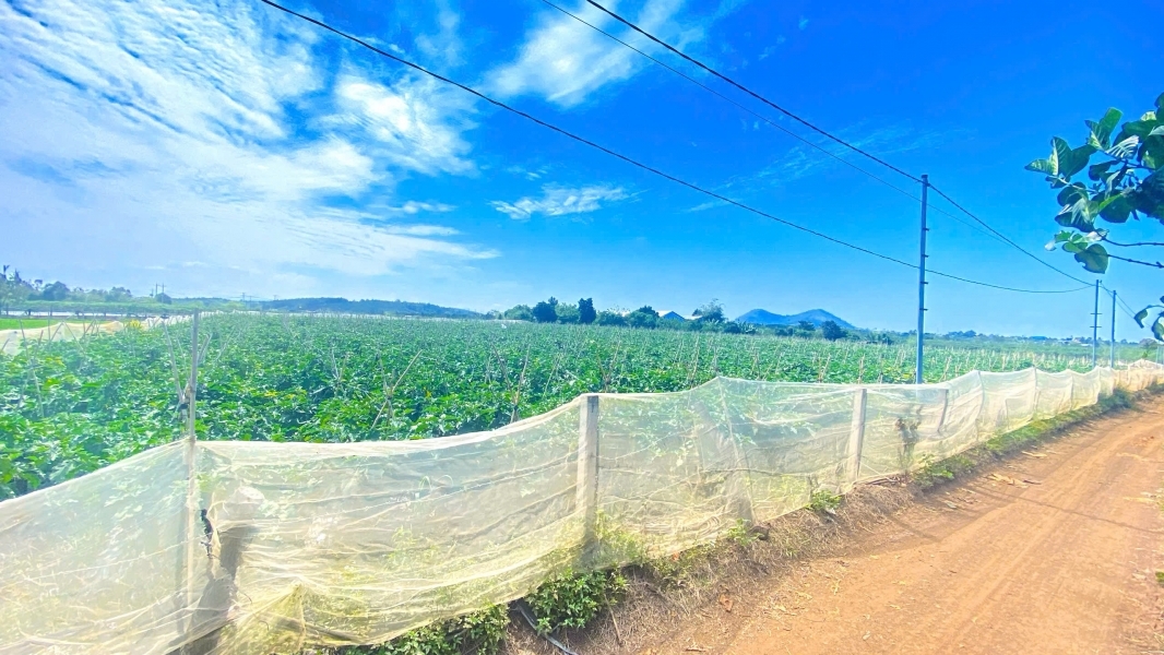 6 sào hẻm DH2 n'thôn hạ, đức trọng cũ, lâm đồng