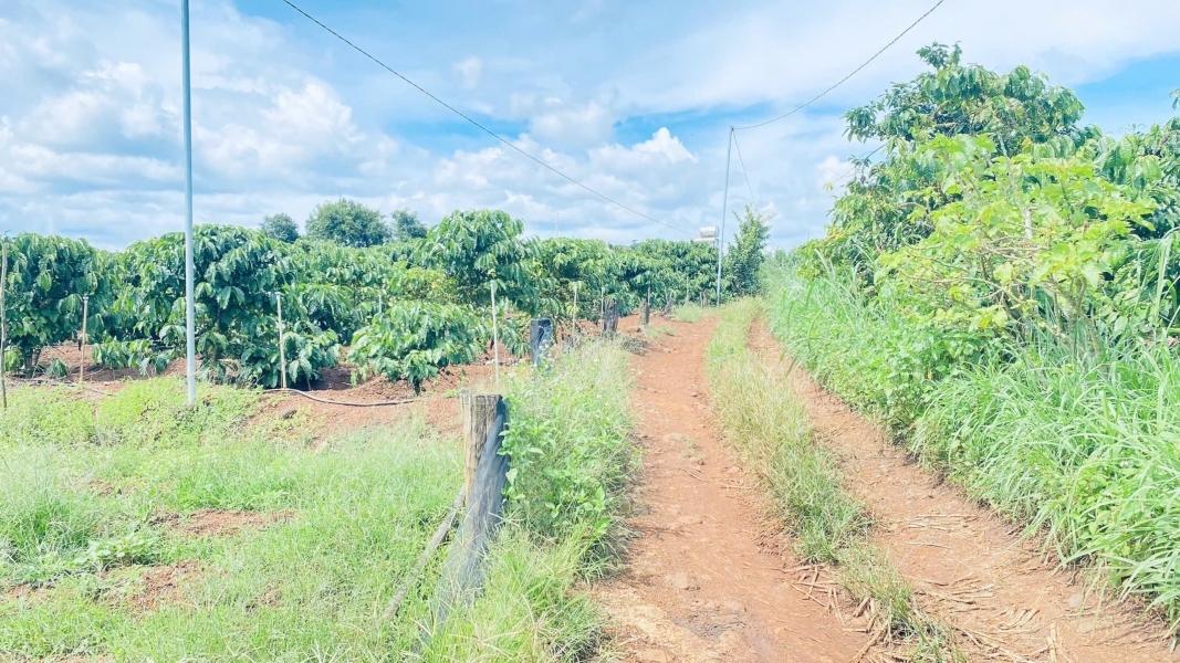 900 triệu có ngay 1,2 sào đất hẻm oto, thuộc ba cản tân hội, đức trọng cũ, lâm đồng