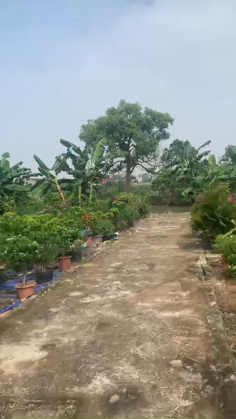 Bán đất 50m² khu Tân Hưng Hải Dương ô tô vào tận nơi – giá chỉ 6xx triệu