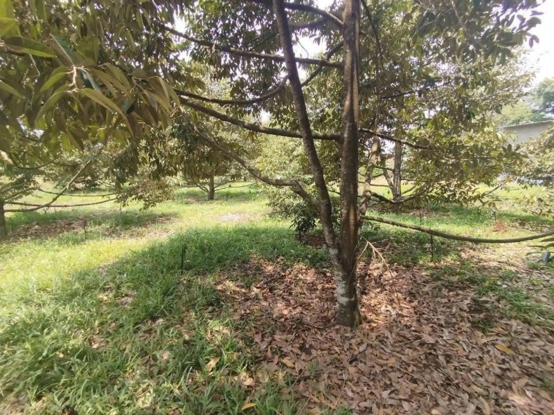 BÁN ĐẤT + NHÀ + VƯỜN SẦU RIÊNG – PHƯỜNG HƯNG CHIẾN TX BÌNH LONG BÌNH PHƯỚC