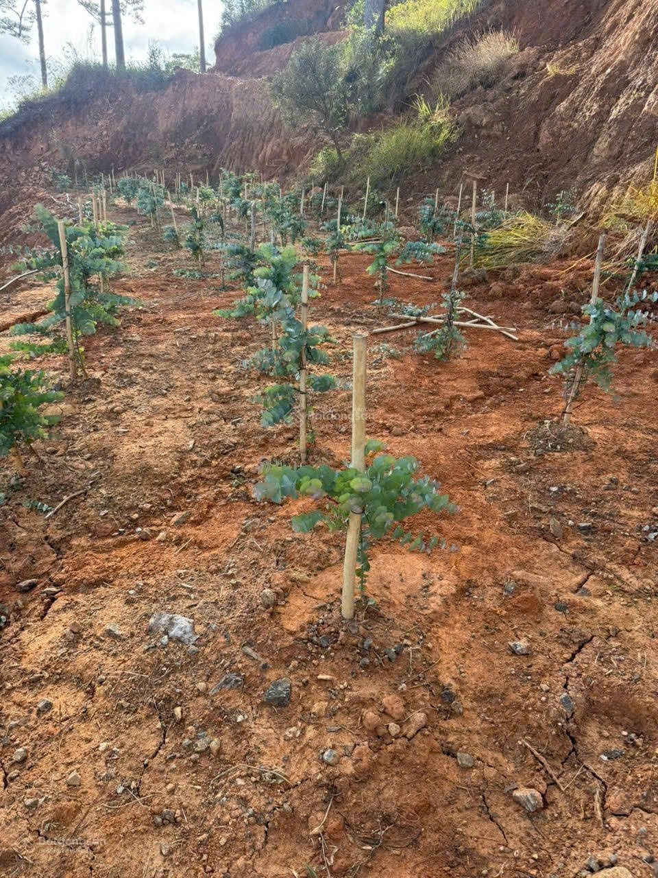 Bán đất tại xã Đạ Sar Lạc Dương Lâm Đồng 400 triệu/1000m2 đẹp nhiều tiện ích