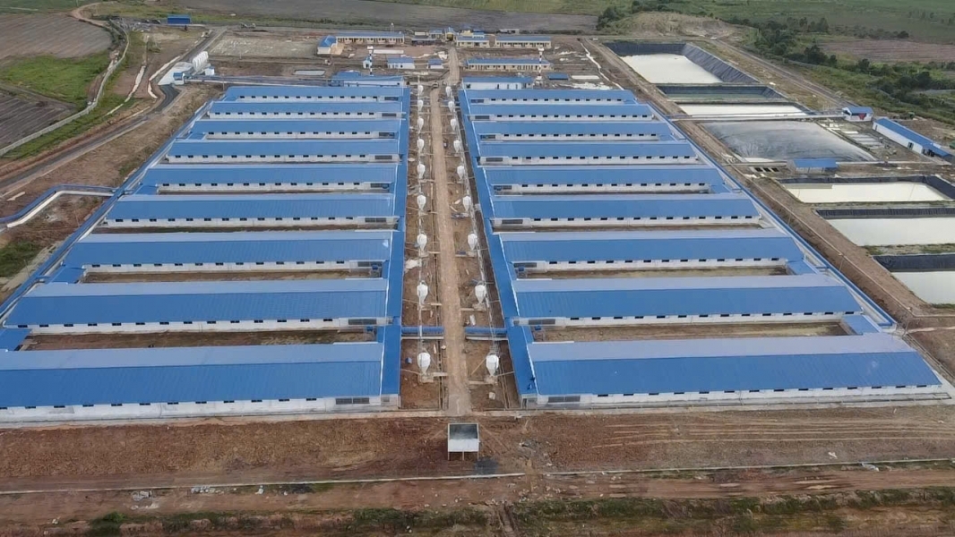 Bán Trang trại heo 26 Ha 18.000 heo thịt Đang cho thuê 1.1 tỷ/tháng Chư Prông Gia Lai.