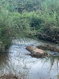 Cần bán 12 lô đất. Xã Phú Hội Xã Ninh Gia xã Tà Hine. xã Lạc Dương. Lâm Đồng.