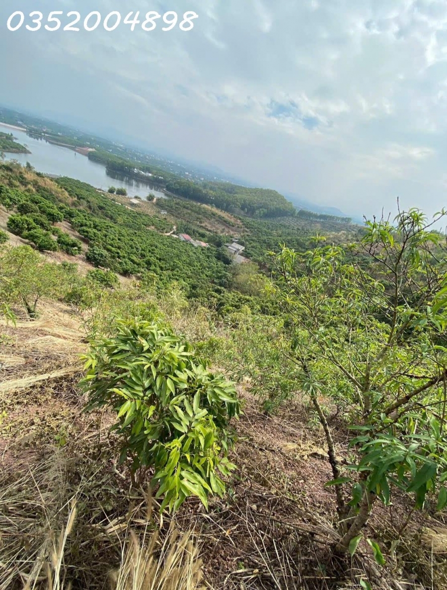 CẦN BÁN 16HA ĐẤT TRỒNG CÂY LÂU NĂM – VIEW ĐẸP GIÁ TỐT!