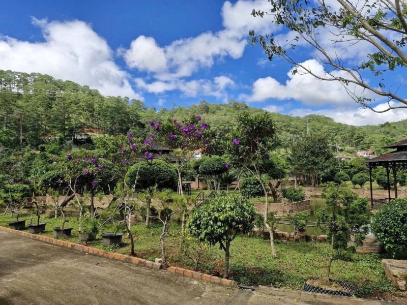 Cần Bán Lô Đất Rộng 4100m2 Đường Mimoza Đà Lạt