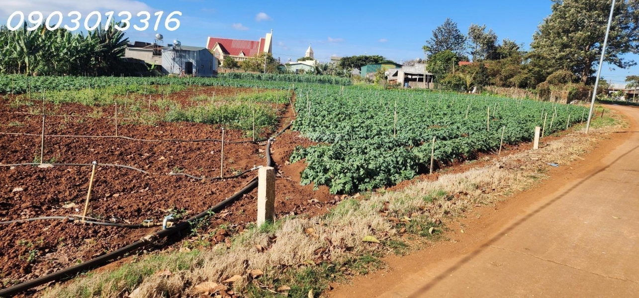 CẮT LỖ BÁN NHANH LÔ ĐẤT siêu đẹp tại TuTra Xã Đơn Dương Lâm Đồng