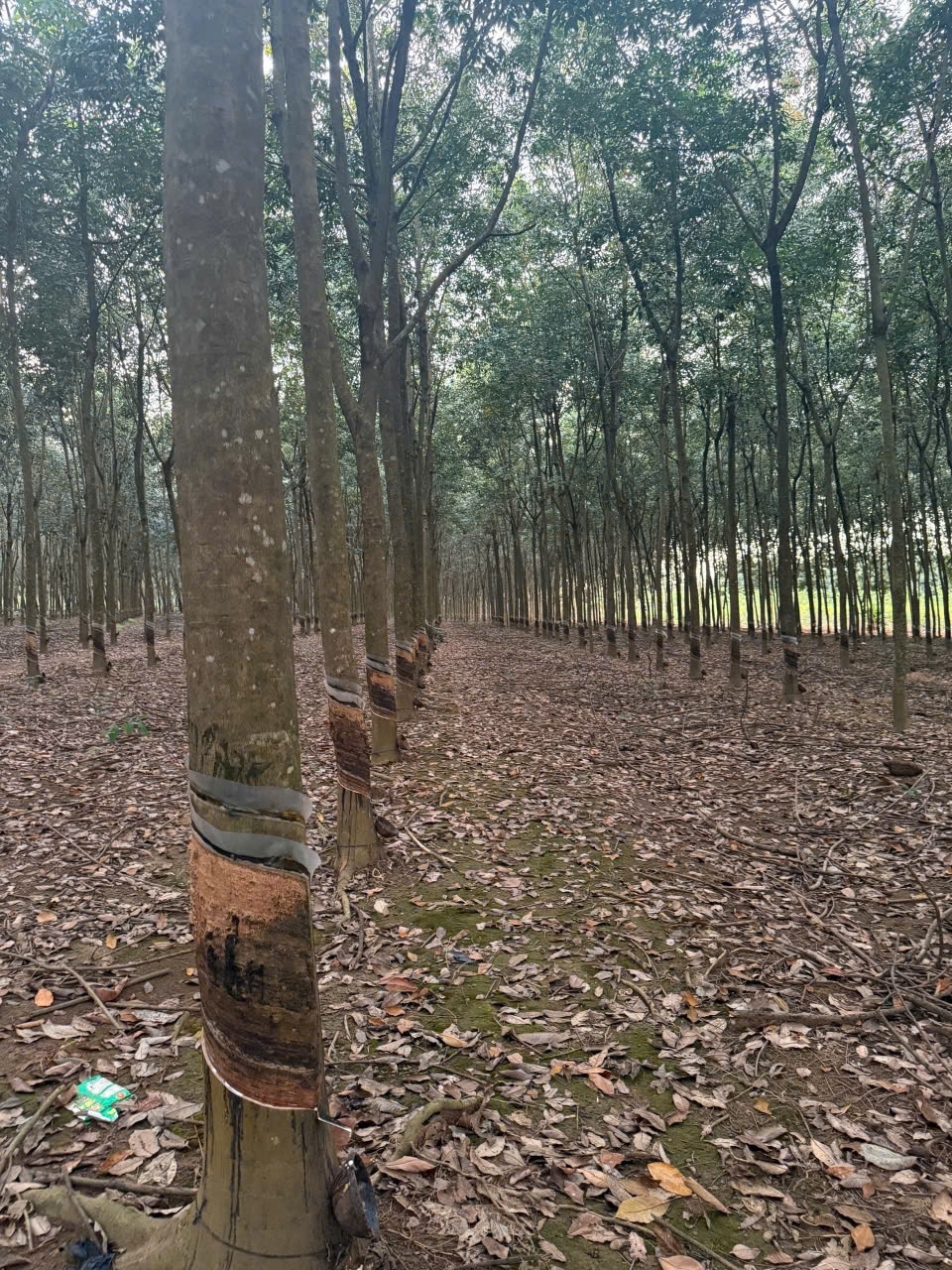 CHÍNH CHỦ BÁN GẤP ĐẤT - XÃ TÂN THÀNH – ĐỒNG XOÀI- BÌNH PHƯỚC