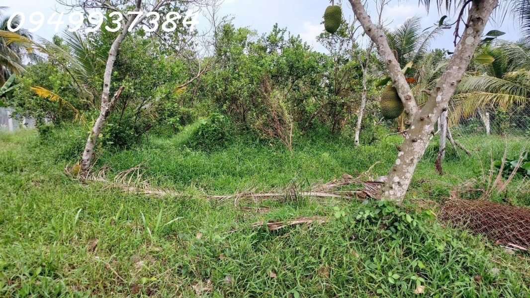 Chính chủ cần bán đất vườn tại xã Long Hưng Châu Thành DT 500m2 giá đầu tư