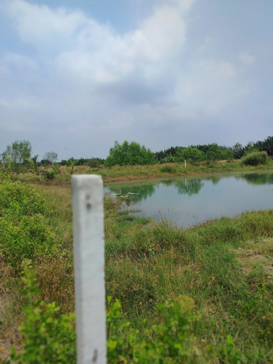 CHÍNH CHỦ CẦN BÁN GẤP ĐẤT TẠI XÃ BÌNH KHÁCH CẦN GIỜ TP. HỒ CHÍ MINH