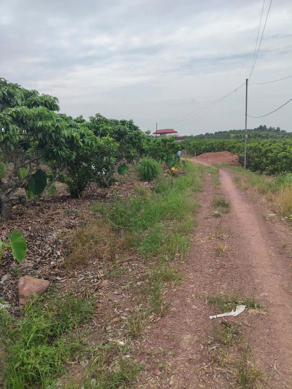 CHÍNH CHỦ CẦN BÁN LÔ ĐẤT THỔ CƯ TẠI LỤC NAM - BẮC GIANG