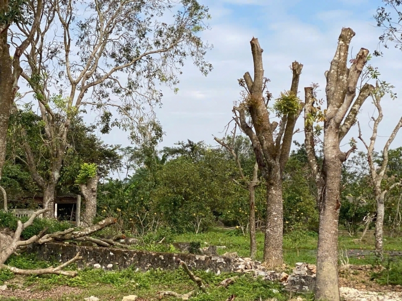 CHỦ CHUYỂN VIỆC – BÁN GẤP TRANG TRẠI DÒNG TIỀN SIÊU TỐT TẠI ĐÔNG PHÚ  ĐÔNG SƠN THANH HÓA