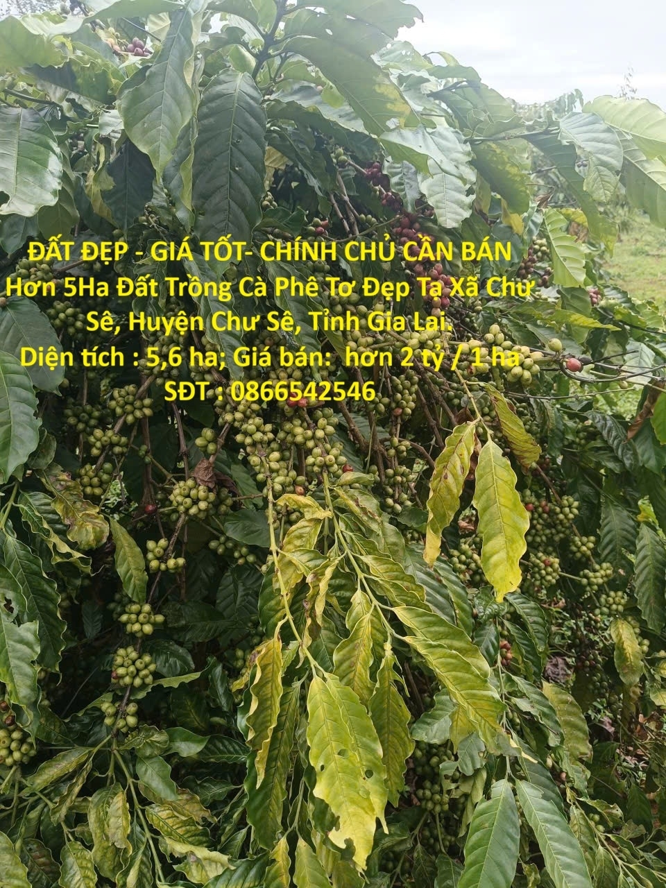 ĐẤT ĐẸP - GIÁ TỐT- CHÍNH CHỦ CẦN BÁN Hơn 5Ha Đất Trồng Cà Phê Tơ Đẹp Tại Xã Chư Sê Gia Lai.