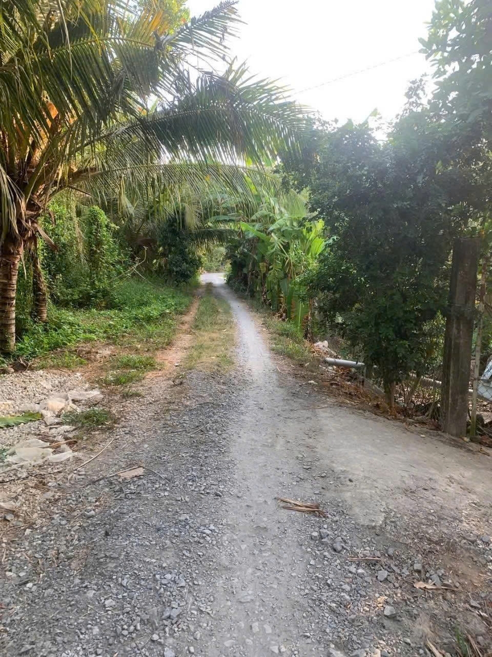 Kẹt Vốn Bán Đất Vườn Sầu Riêng Thái Cây Đang Cho Thu Hoạch (4 năm) Tại Thị trấn Long Hồ Long Hồ