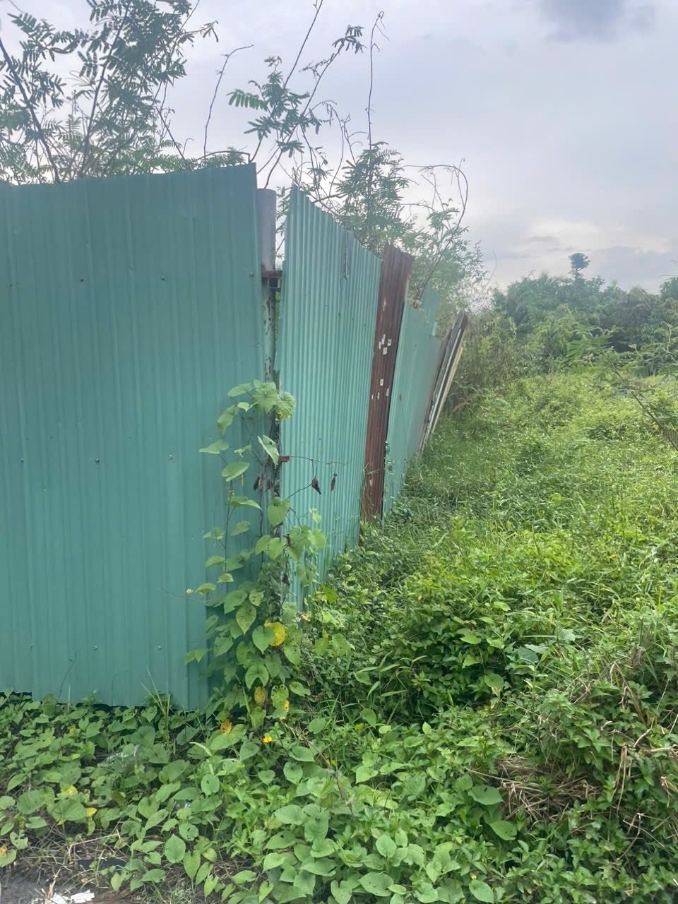 LÔ ĐẤT GÓC 2MT NHỊ BÌNH (ĐÔNG THẠNH) HÓC MÔN GẦN SÔNG SG PHÀ AN SƠN CHỈ 145 TỶ